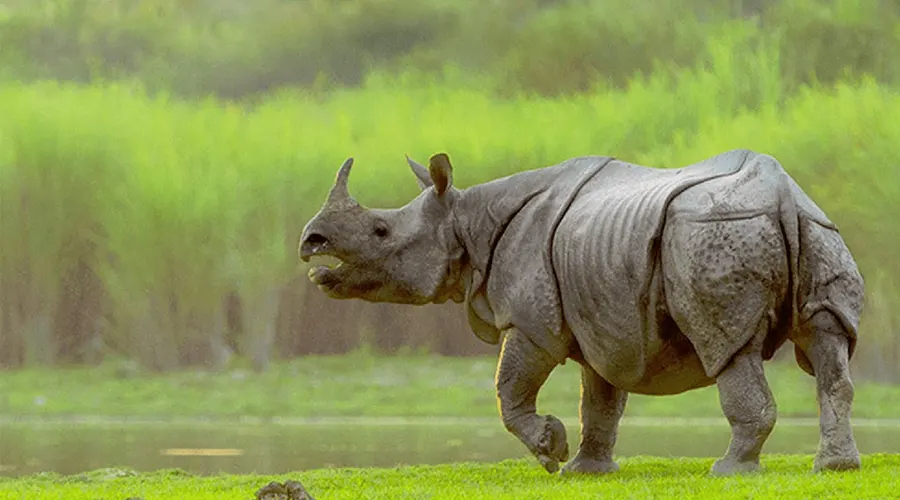 ​Kaziranga National Park - A Home to One Horned Rhinoceros